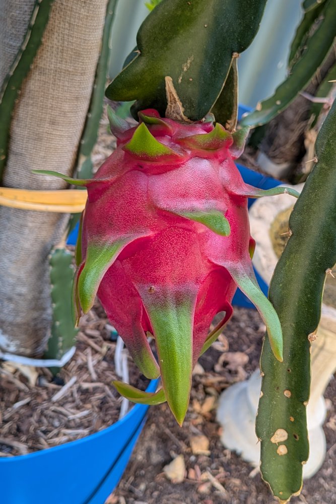 Ripening fruit